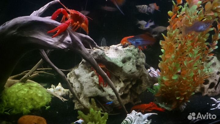 Рак калифорнийский (флоридский)