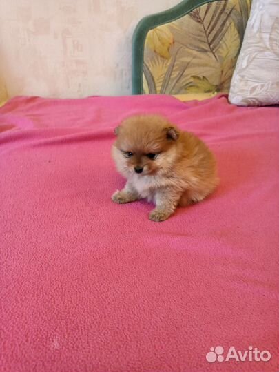 Девчули-красотули