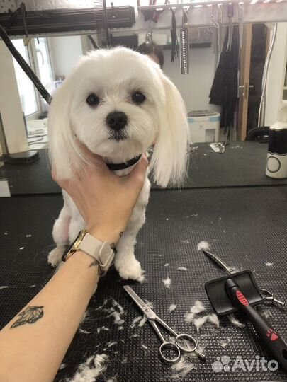 Груминг собак