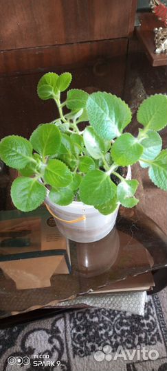 Перечная мята