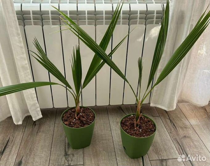 Пальма Вашингтония