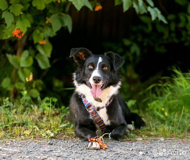 Собака в добрые руки