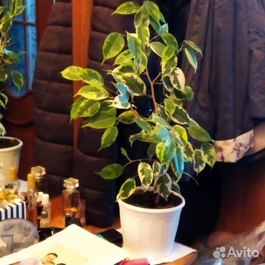 Кроссандры,фикус Бенжамина,дифенбахия