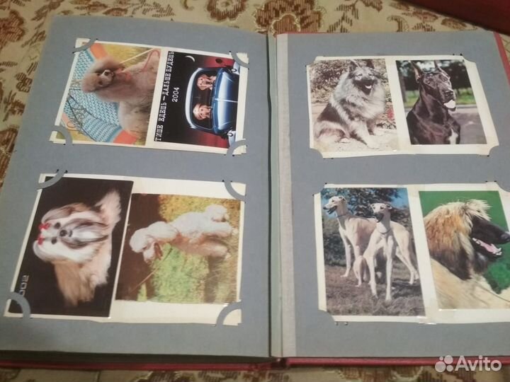 Открытки кошки и собаки