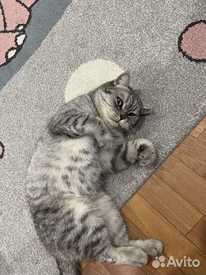 Кот