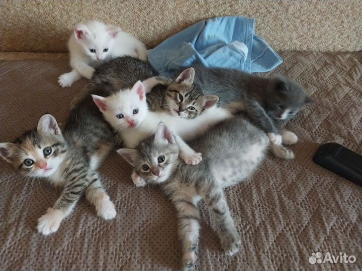 Кошки в добрые руки бесплатно