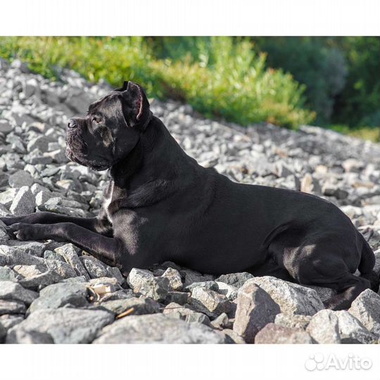 Кане Корсо вязка