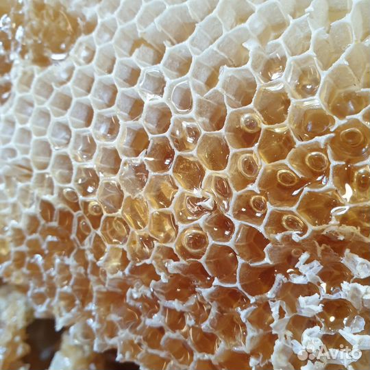 Мед в сотах