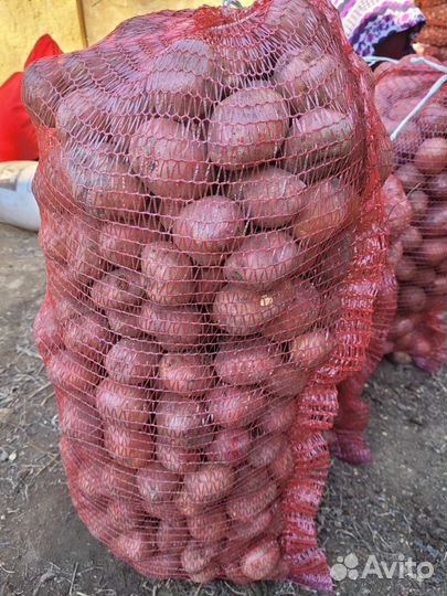 Семенной картофель королева Ред Скарлет