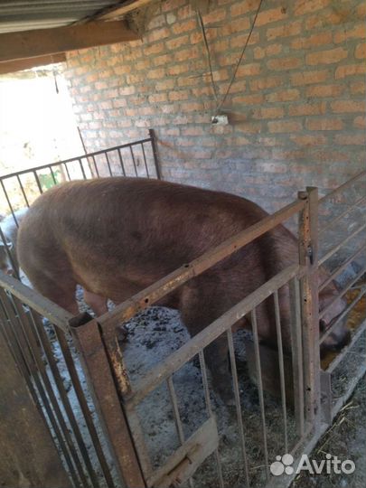 Хряк на племя