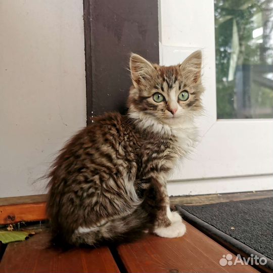 Пушистые котята в добрые руки