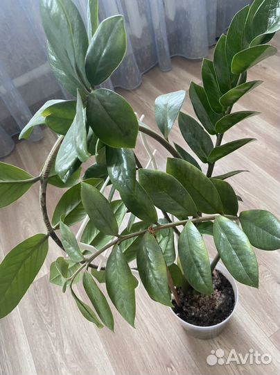 Замиокулькас