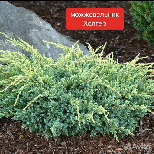 Можжевельник сортовой