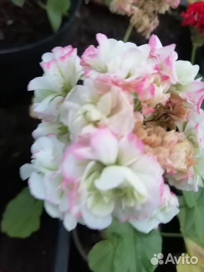 Пеларгония сортовая