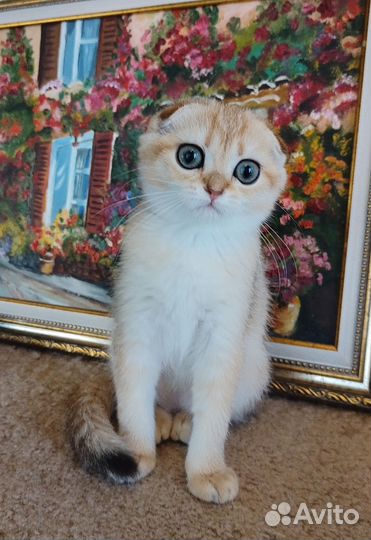 Шотландская