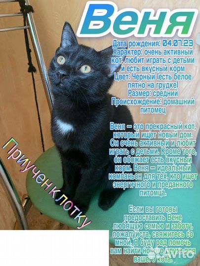 Отдам котят в добрые руки