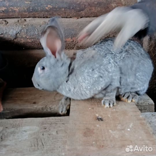 Кролик