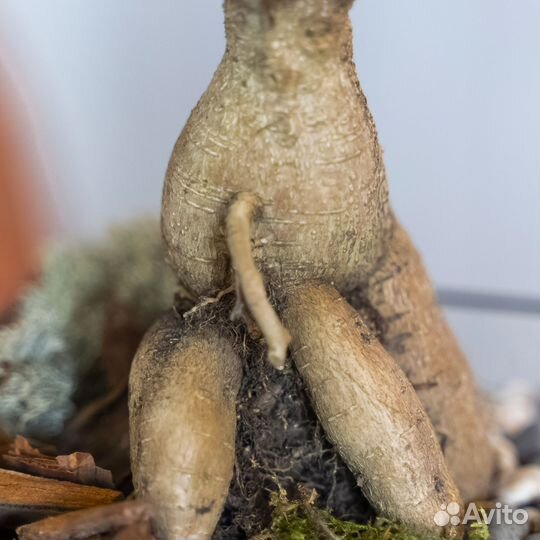 Бонсай дерево живое в кашпо