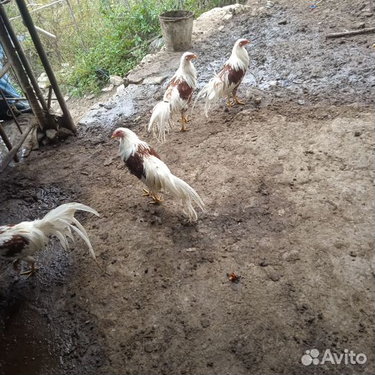 Китайские еокогомо