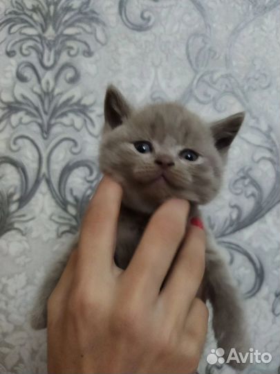 Шотландский кот вязка