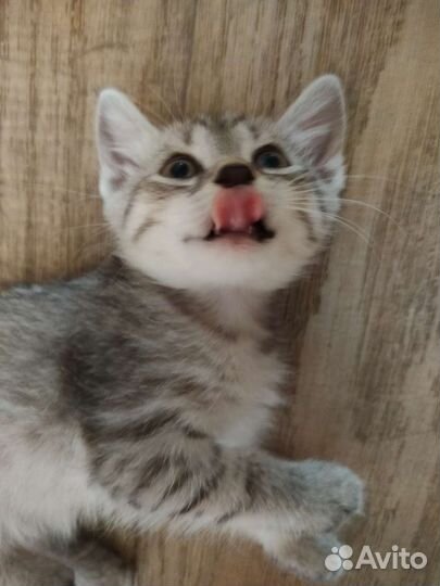 Котята в добрые руки шотландцы