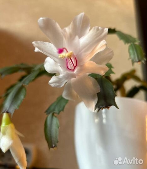 Декабрист белый