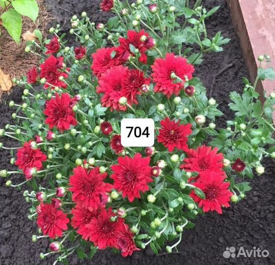 Хризантема мультифлора