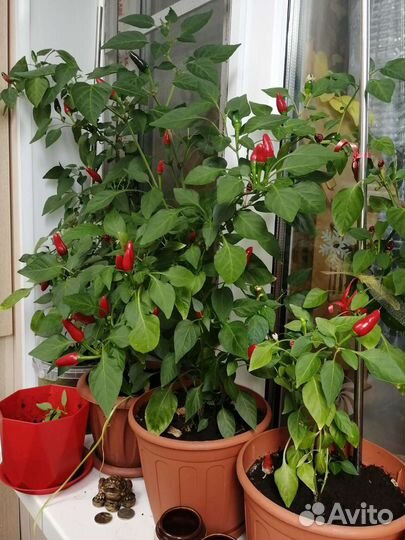 Мини очень острый перчик ростки