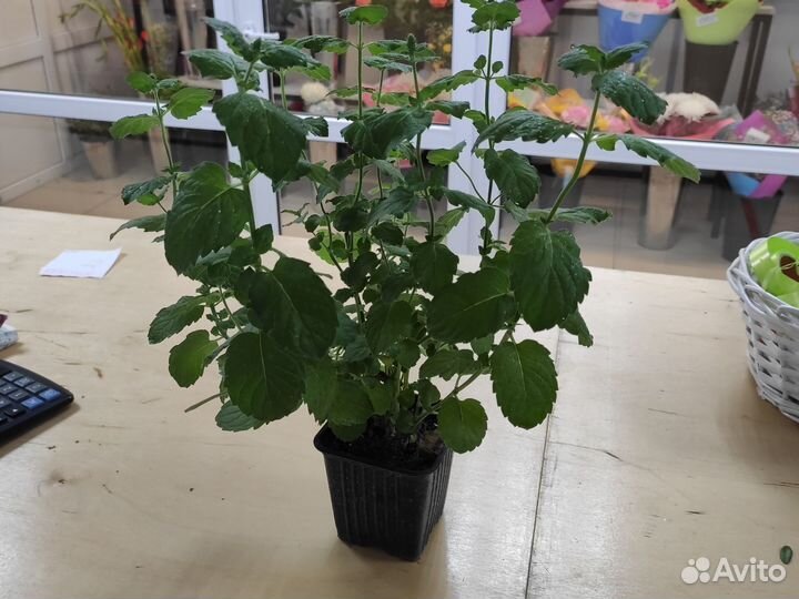 Мята саженцы свежая