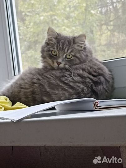 Кошка в дар бесплатно