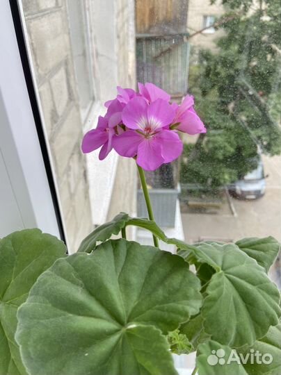 Пеларгония герань