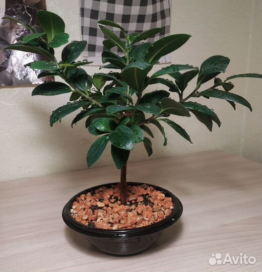 Фикус бонсай