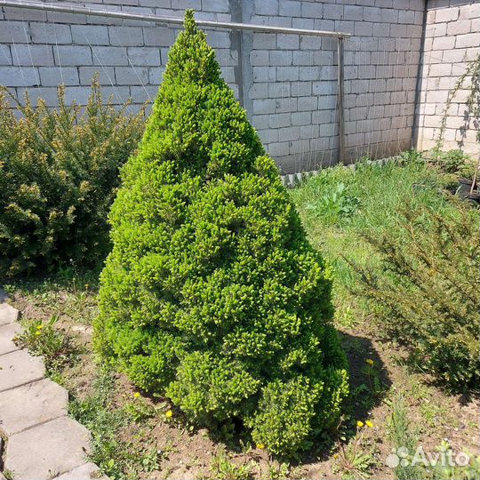 Ель Дейзи Вайт и Коника