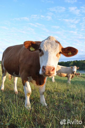 Коровы молодняк хряки на мясо оптом
