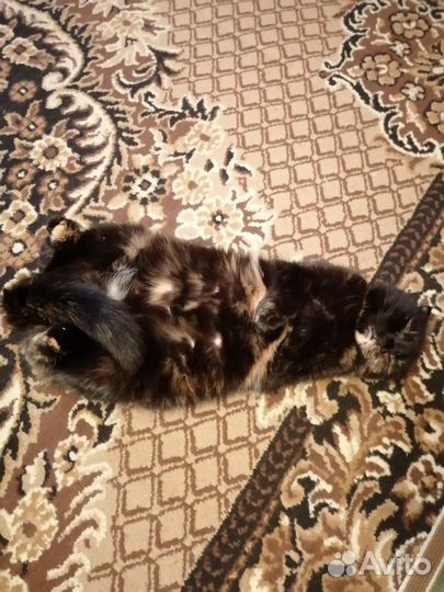 Передержка кошек/котов домашняя