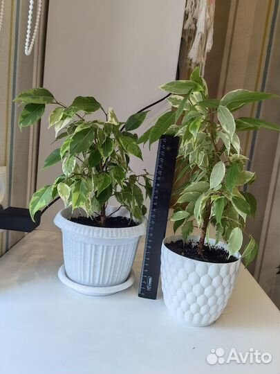 Фикус бенджамина