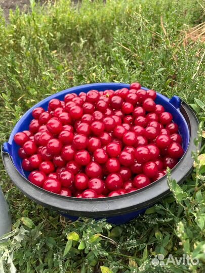 Вишня 12.07 сегодня