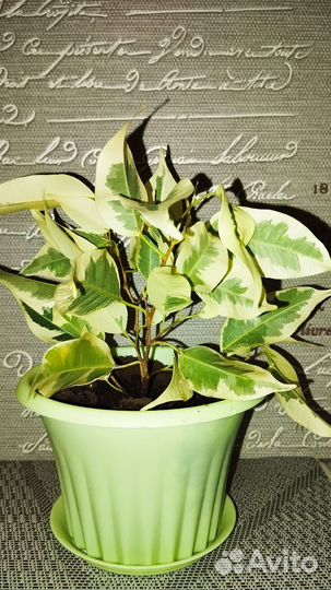 Фикус бенджамина