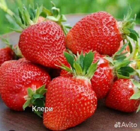 Рассада клубники Купчиха, Мальвина, Клери