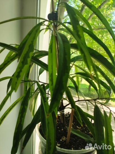 Сортовые фикусы