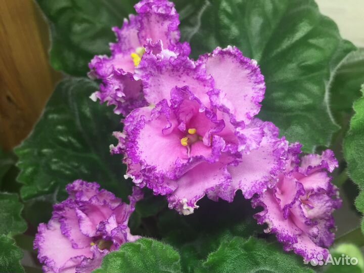 Фиалки набором