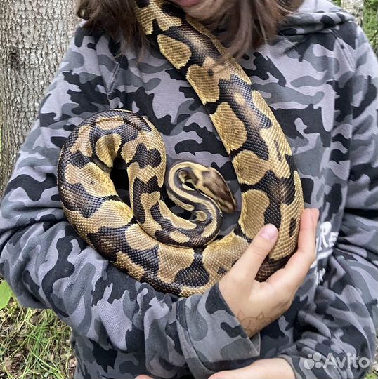 Аренда змеи на фотосессию