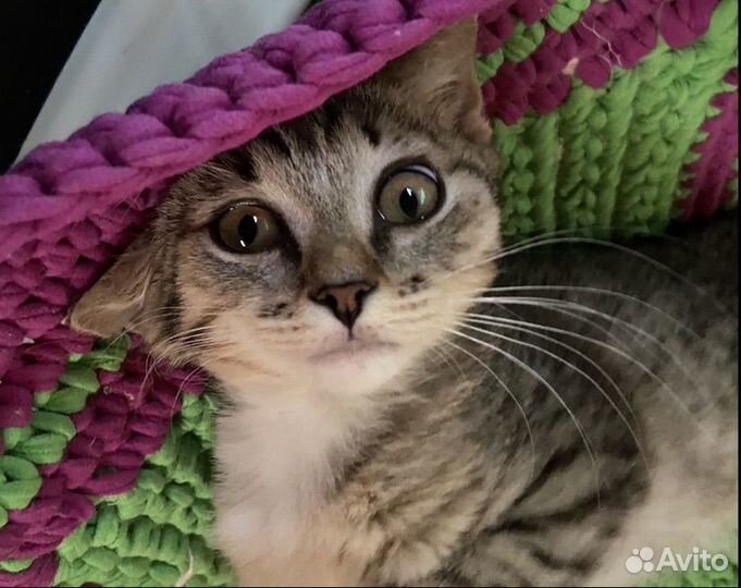 Мини кошка Куколка