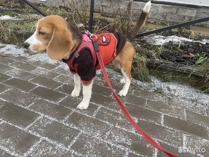 Щенок бигля девочка