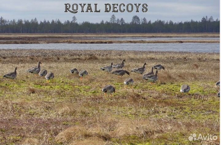 Чучела гуся R-D