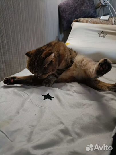 Шотландская вислоухая кошка бесплатно