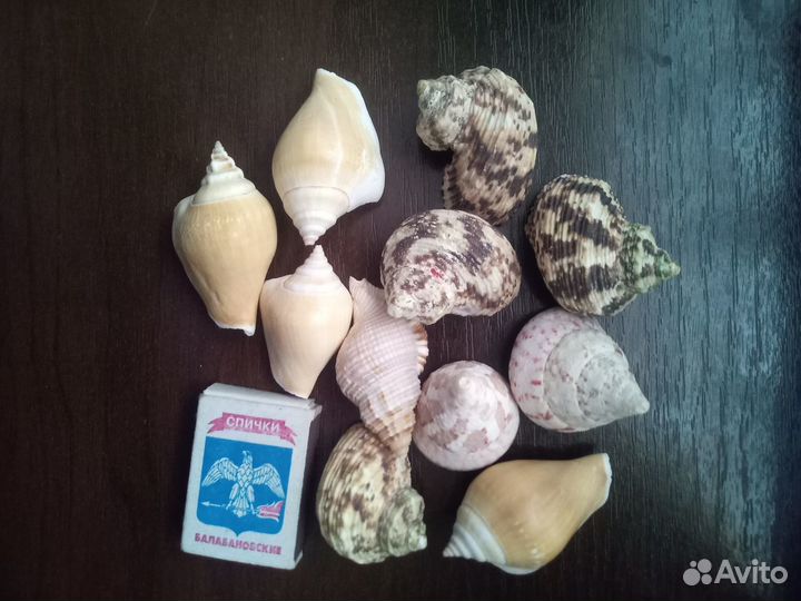 Морские ракушки