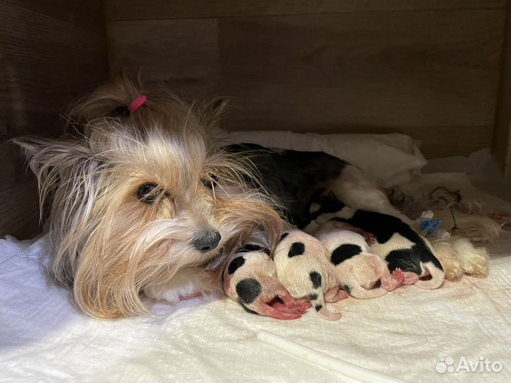 Передержка животных под ветеринарным контролем