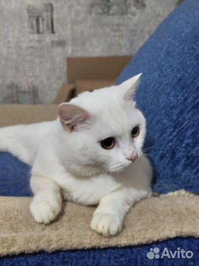 Белая британская кошка