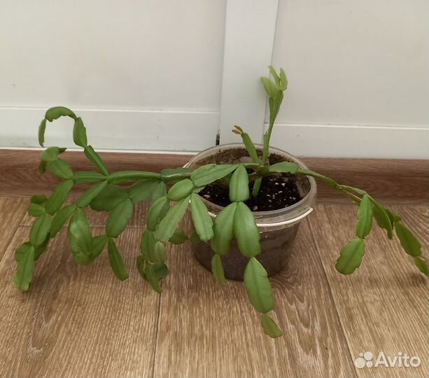 Декабрист шлюмбергера